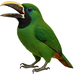 Black-throated Toucanet